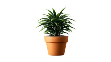 Vibrant green potted plant with long, slender leaves in a terracotta pot, ideal for home decor and interior design applications.