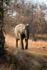 Obraz premium Elephant walking along a forest path, with sunlight filtering through the canopy. Majestic animal moving through a serene woodland environment.