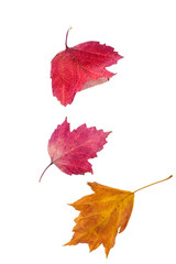 Autumn leaves Hawthorn isolated on a white background. Top view