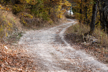 Autumnal Forest Path with Colorful Leaves and Tall Trees