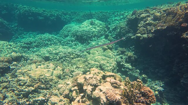Bluespotted Cornetfish or Fistularia commersonii glides over the coral reef in Red sea in Egypt. Smooth flutemouth above coral reef