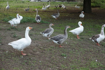 Flock of domestic geese walking on farm field