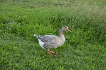 Grey domestic goose walking on green farm grass
