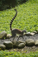 Fototapeta premium Cute little Ring Tailed Lemur at Hamilton Zoo