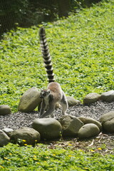 Fototapeta premium Cute little Ring Tailed Lemur at Hamilton Zoo