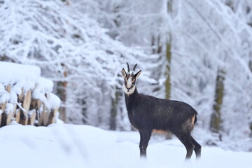 Winter scene with a beautiful chamois. A chamois in winter forest.  Rupicapra rupicapra