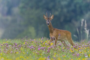 A beautiful portrait of a roebuck in the nature habitat. Capreolus capreolus. A roe deer walks through a beautifully blooming summer meadow