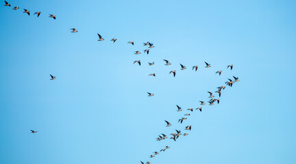 A flock of birds flies in the blue sky. Awakening of nature in spring, free flight. A flock of small birds in flight against a blue sky with clouds.