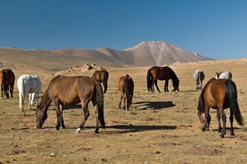 Grazing horses in Moldo Too, mountain range in the Inner Tian Shan. Naryn region. Kyrgyzstan. Asia.