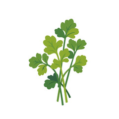 Fresh green parsley herb leaves bunch, isolated flat style vector illustration