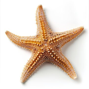 Close up of a starfish lying on a white background, highlighting its intricate texture and spiky surface