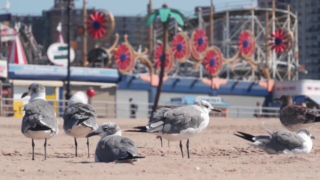 Seagulls on Coney Island beach in Brooklyn, New York, United States. Boardwalk near retro luna park. Sea gulls and amusement park on ocean coast. Waterfront summer holiday promenade in USA.
