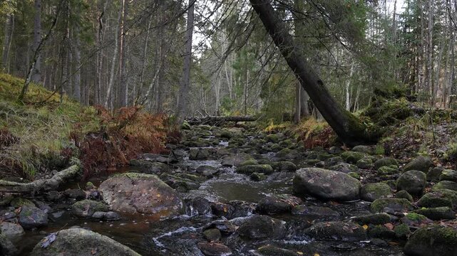 In a beautiful green forest, a clear stream flows leisurely. A forest brook winding its way between stones.