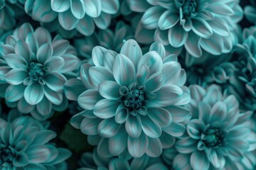 Beautiful turquoise dahlia flowers are creating a stunning floral background, perfect for any nature inspired project