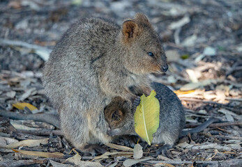 Quokkas in Rottnest Island, Western Australia