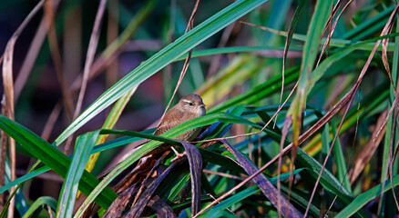 Wren searching for food in the woods