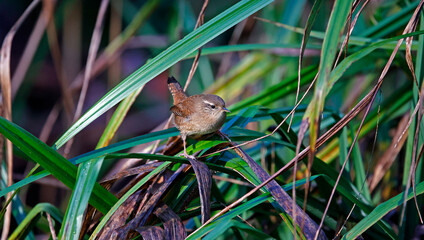 Wren searching for food in the woods