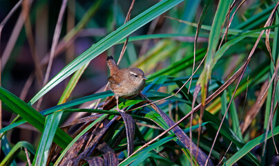 Wren searching for food in the woods