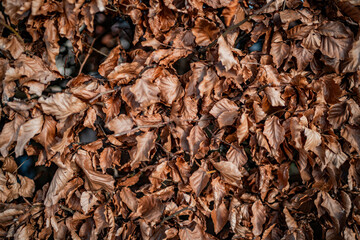 Laub im Herbst