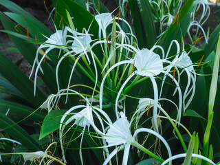 Beautiful white crinum Lily in the garden.