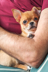 A small chihuahua puppy resting safely in a man's arms, looking up with gentle curious eyes in a warm and intimate moment of comfort and bonding, vertical