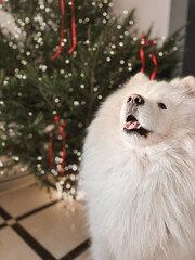 Samoyed dog near Christmas tree, celebrating Christmas and New Year winter holidays season. Spending time together. High quality photo