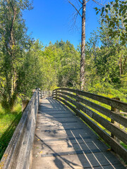 Bridge through the woods