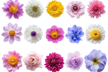 Grid layout of vivid floral blossoms on white
