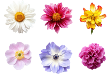 Mixed daisy and dahlia style floral heads
