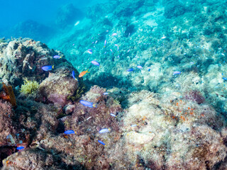 キンギョハナダイ, ハナダイ亜科,
Sea Goldie, Pseudanthias squamipinnis, 
ソラスズメダイ, スズメダイ科,
Heavenly Damselfish, Pomacentrus coelestis,
他の群れ。
ヒリゾ浜南伊豆町中木
静岡県伊豆半島-2025
日本有数のシュノーケリングスポット。
夏の数カ月間だけ渡し船で行ける。
水質透明度魚影が素晴らしい。

