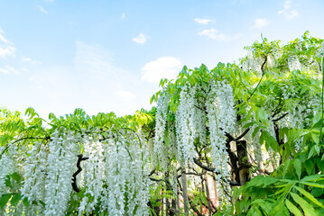 藤の花（あしかがフラワーパーク）