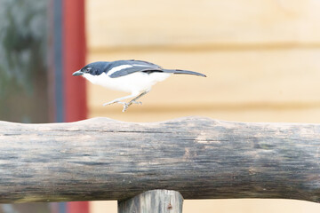 Black and white tropical Boubou or Laniarius major or bush shrike hopping on fence in arusha Tanzania.