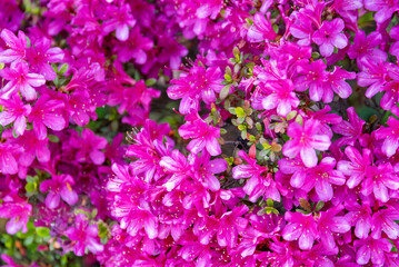 ツツジの花（あしかがフラワーパーク）