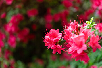 ツツジの花（あしかがフラワーパーク）