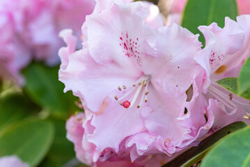 ツツジの花（あしかがフラワーパーク）