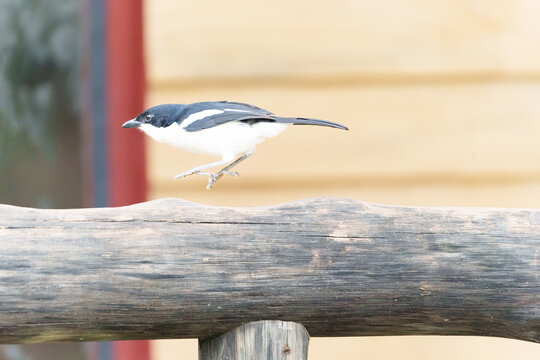 Black and white tropical Boubou or Laniarius major or bush shrike hopping on fence in arusha Tanzania.