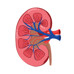 Human kidney internal anatomy. 