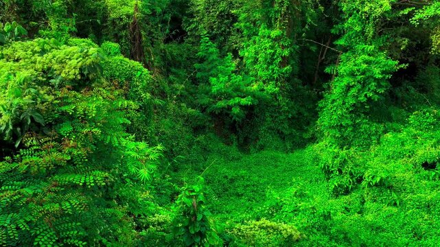 Landscape Windblown Green Leaves, Overgrown Creeping Plant and Trees with Butterflies Fly Record Video from Temple. Ban Dong Noi, Sakon Nakhon, Thailand. 07 NOV 2024, P.M./ Slow Down Video