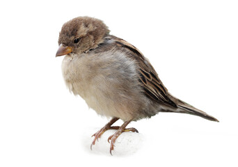 Close-up of a cute female house sparrow isolated on white background. 