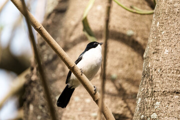 Black and white tropical Boubou or Laniarius major or bush shrike in tree,
