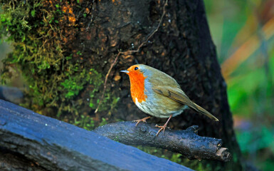 Eurasian robin perched on a log