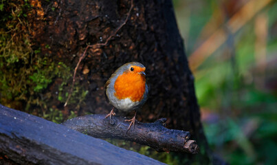 Eurasian robin perched on a log