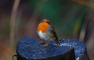 Eurasian robin perched on a log