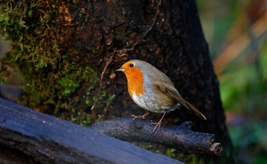 Eurasian robin perched on a log