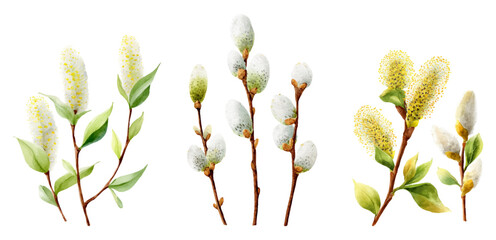 Watercolor Easter bouquet with willow branches and pussy catkins. Spring greeting card design featuring realistic blossoms, decorated eggs, and delicate twigs on white background. © Narin