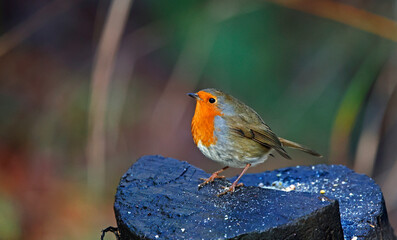 Eurasian robin perched on a log