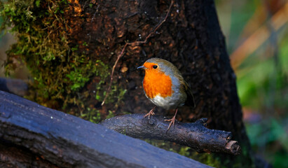 Eurasian robin perched on a log