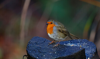 Eurasian robin perched on a log