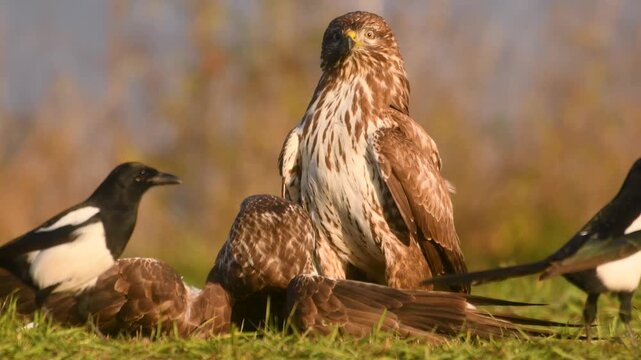 Buzzard (buteo buteo)