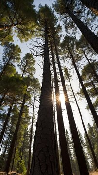 Bosque de pinos visto desde abajo con luz solar atravesando los &aacute;rboles